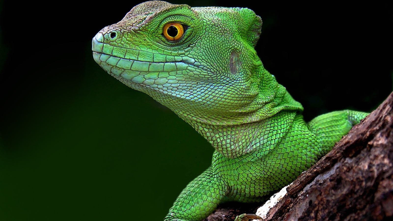 The Lizard Squad - Internet Bad Boys