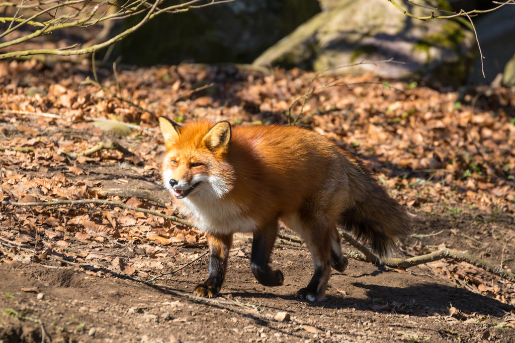 fox autumn animal canine canid forest leaves