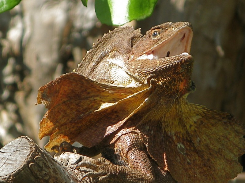 Two Members Of The Infamous Hacking Group The Lizard Squad Arrested ...