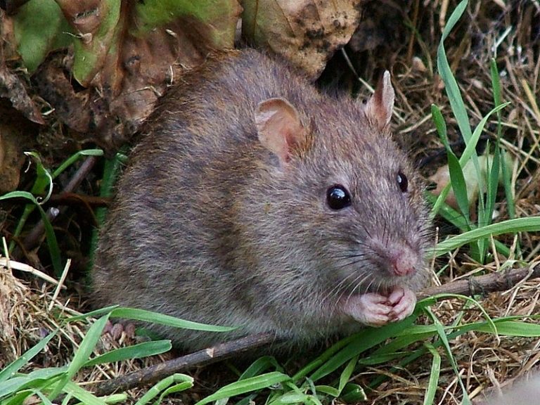 rat