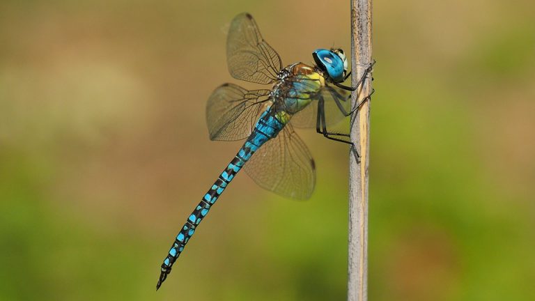 dragonfly crypto