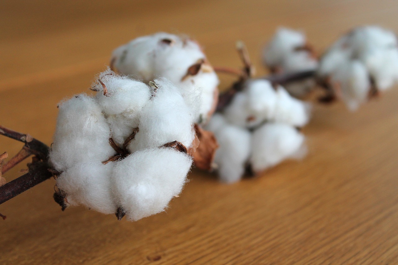 a branch of puffy white cotton buds on a table