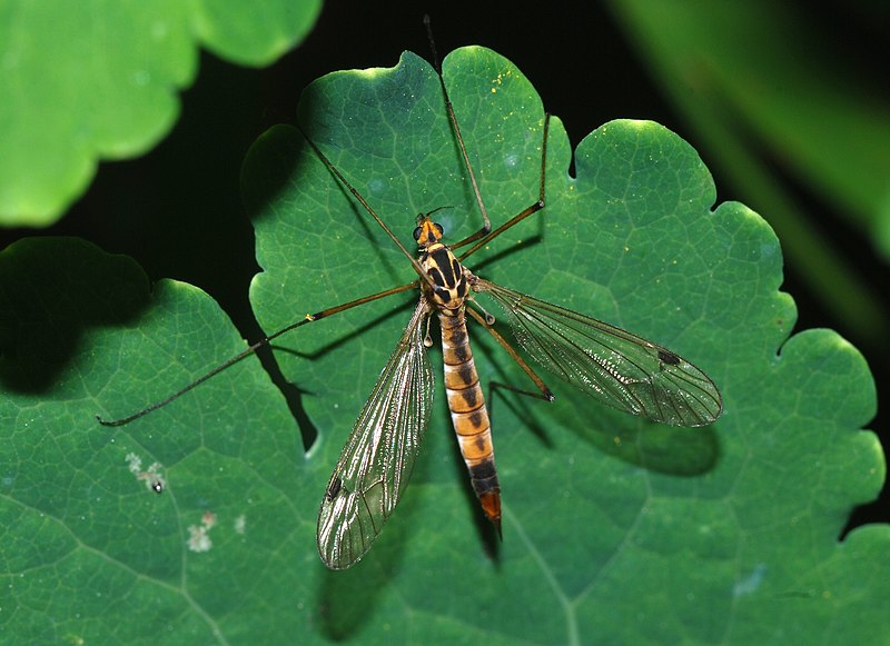 cranefly.jpg