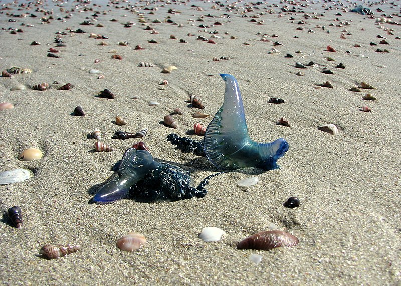 Kelompok kejahatan dunia maya ‘Bluebottle’ baru menargetkan lembaga keuangan di Afrika