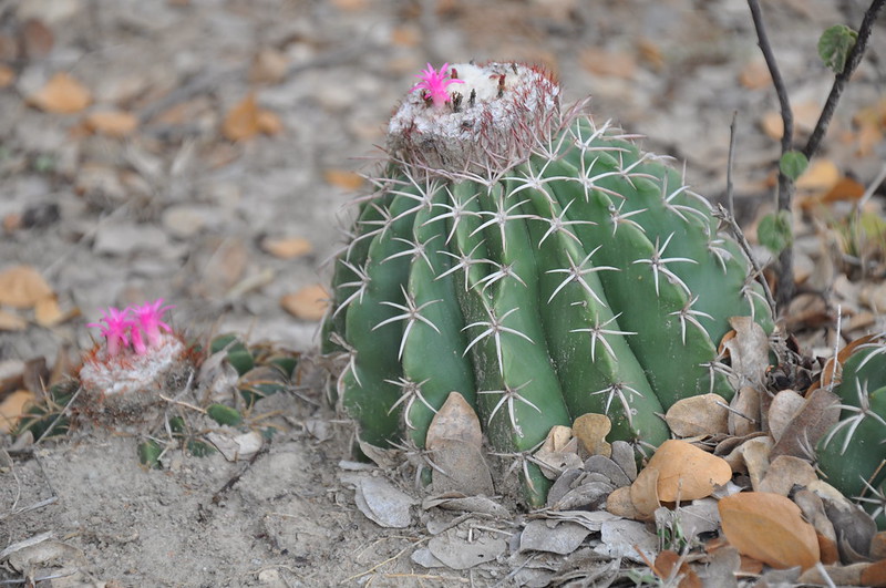 New Cactus ransomware encrypts itself to evade antivirus