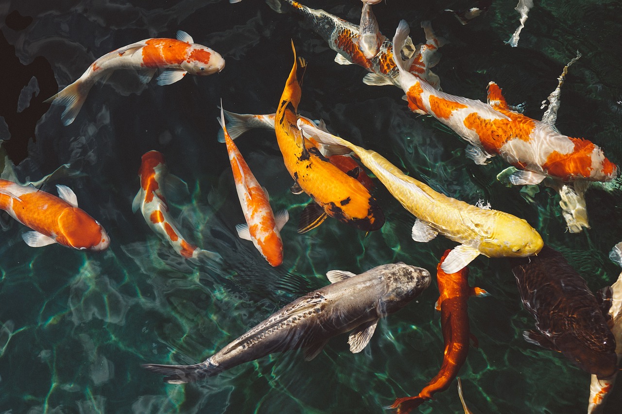 koi fish in a pond